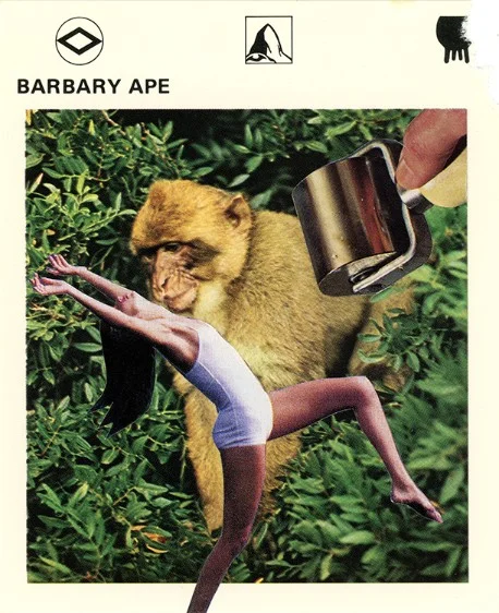 256 | BARBARY APE