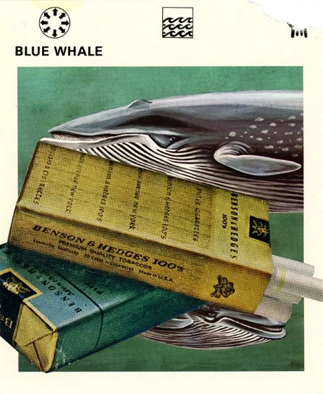 265 | BLUE WHALE