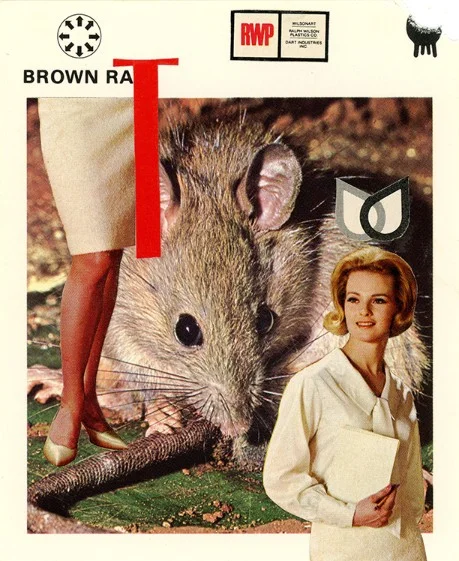271 | BROWN RAT