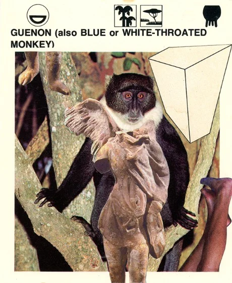 291 | GUENON (ALSO BLUE- OR WHITE-THROATED MONKEY)