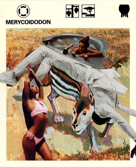 303 | MERYCOIDODON