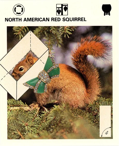 309 | NORTH AMERICAN RED SQUIRREL
