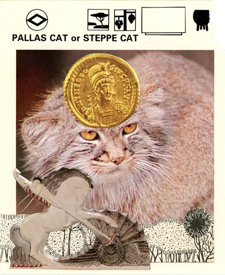 312 | PALLAS CAT OR STEPPE CAT