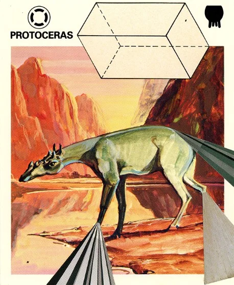 315 | PROTOCERAS