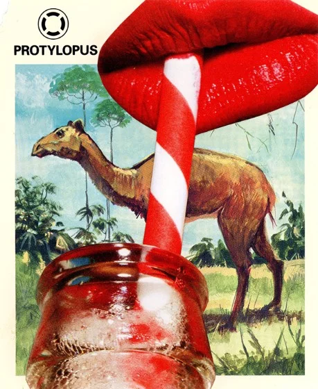 316 | PROTYLOPUS