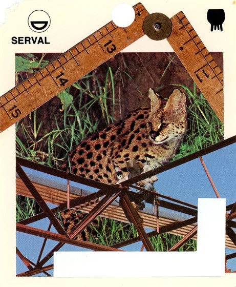 322 | SERVAL