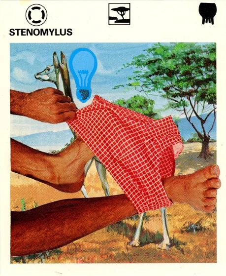 331 | STENOMYLUS