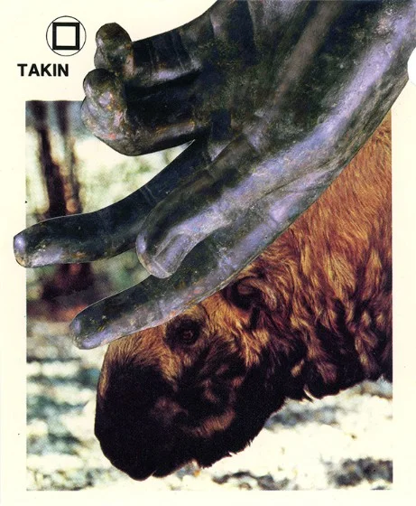 333 | TAKIN