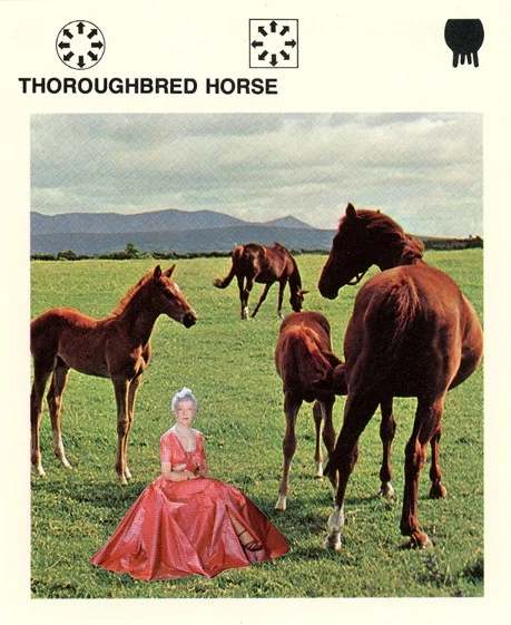 338 | THOROUGHBRED HORSE