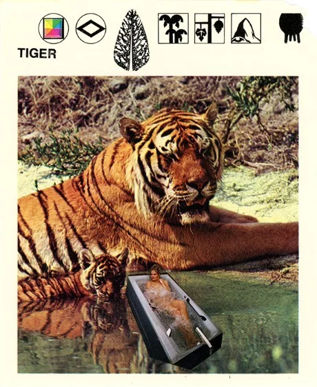 339 | TIGER