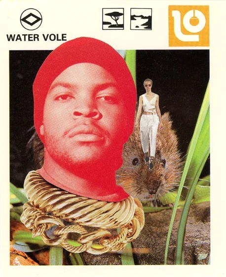 348 | WATER VOLE | SOLD!
