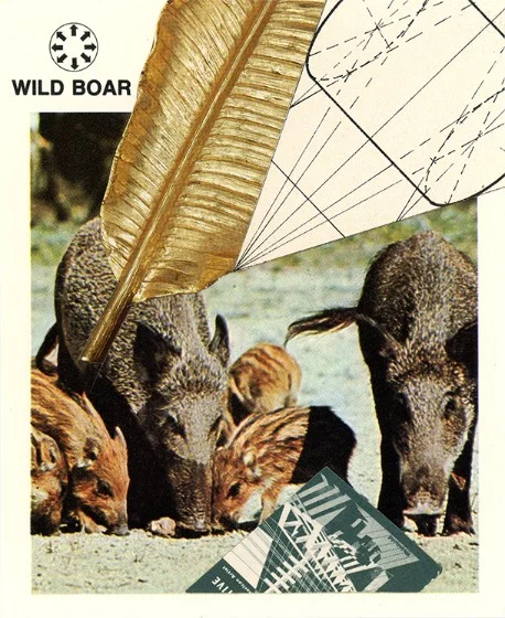349 | WILD BOAR