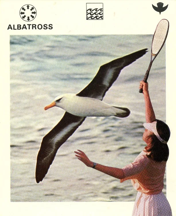 158 Albatross WEB.jpg
