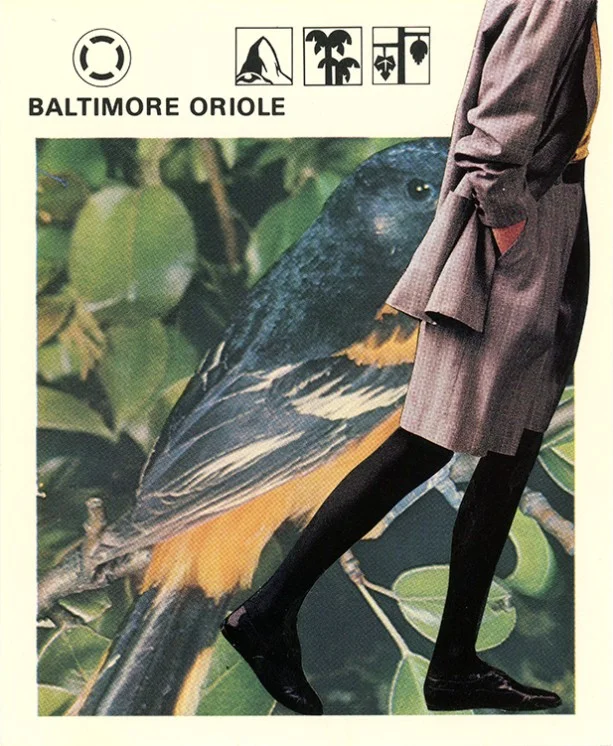 161 Baltimore Oriole WEB.jpg