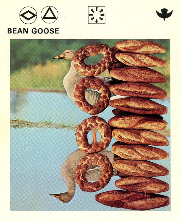 163 Bean Goose WEB.jpg