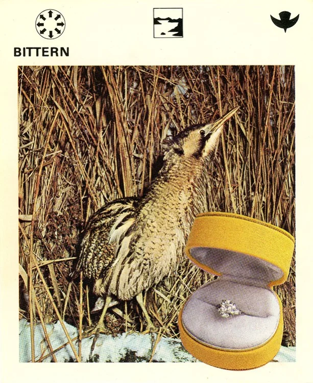 165 Bittern WEB.jpg