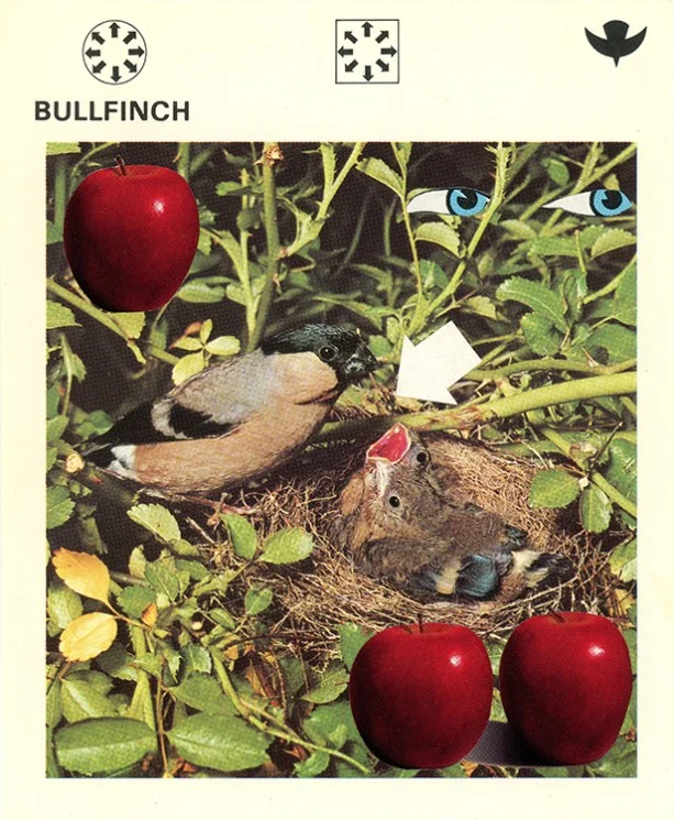 169 Bullfinch WEB.jpg