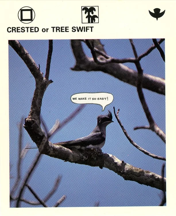 174 Crested of Tree Swift WEB.jpg
