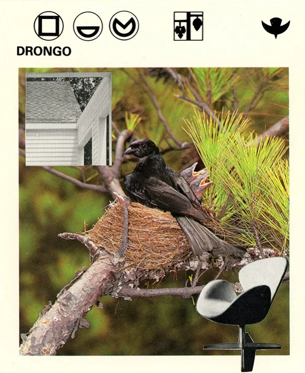 177 Drongo WEB.jpg