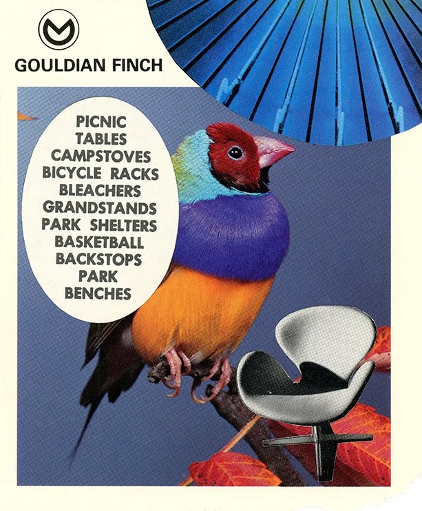181 Gouldian Finch WEB.jpg