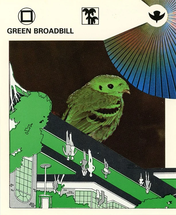182 Green Broadbill WEB.jpg