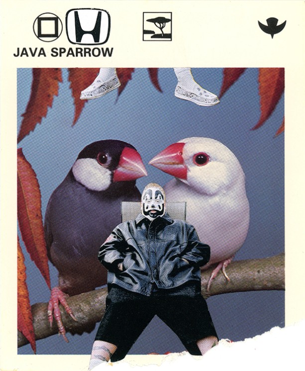 188 Java Sparrow WEB.jpg
