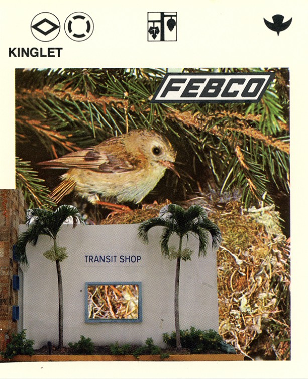 190 Kinglet WEB.jpg