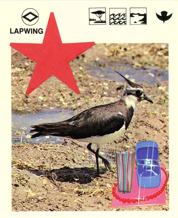 191 Lapwing WEB.jpg