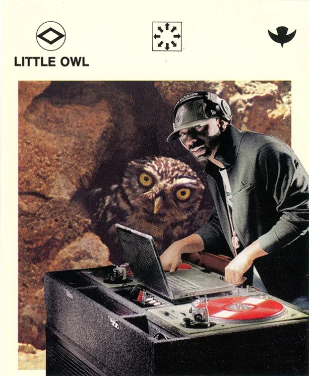 192 Little Owl WEB.jpg