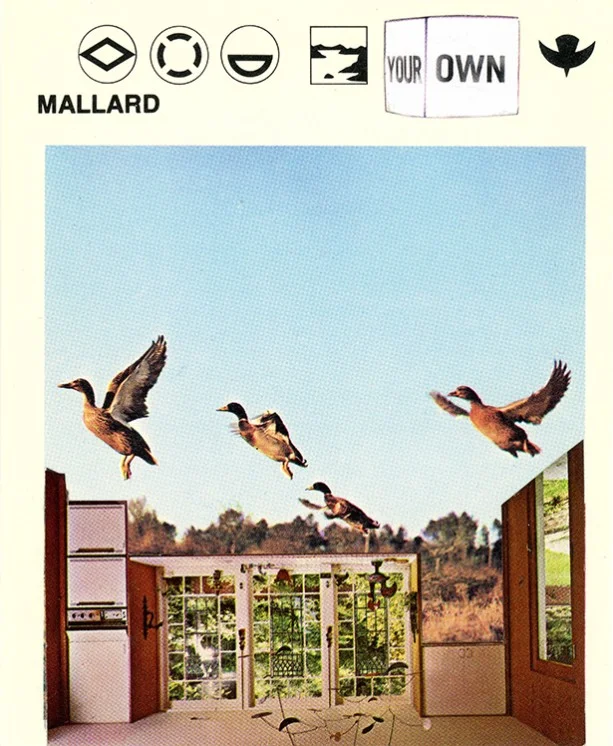 193 Mallard WEB.jpg