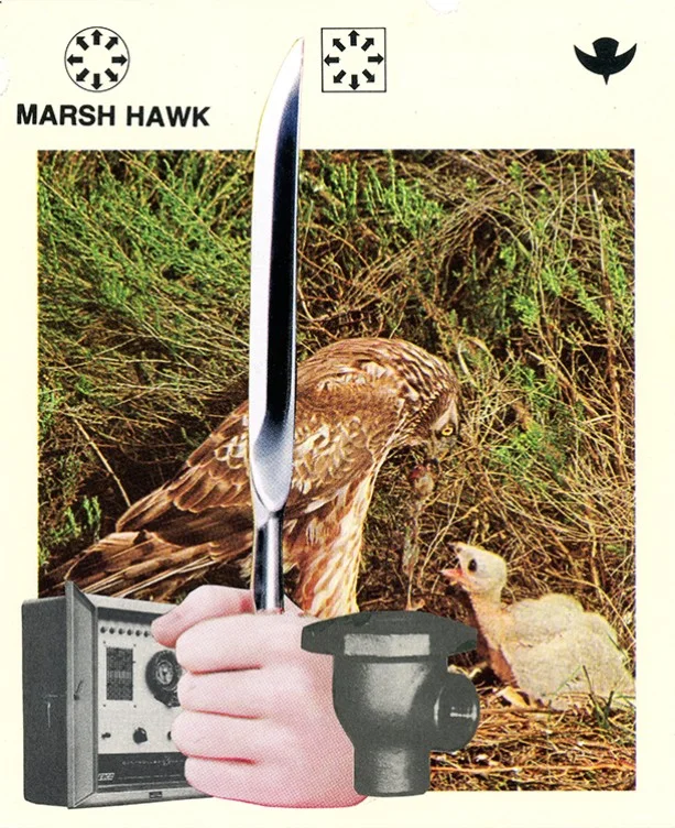 194 Marsh Hawk WEB.jpg