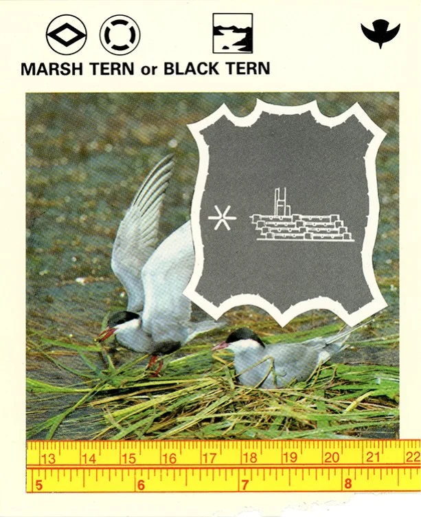 195 Marsh Tern or Black Tern WEB.jpg