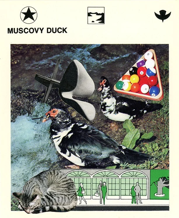 198 Muscovy Duck WEB.jpg