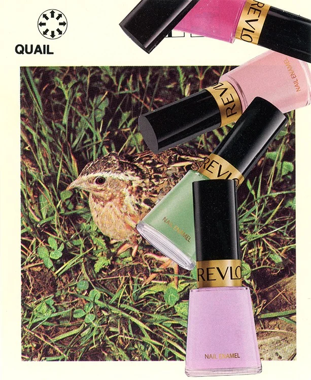 203 Quail WEB.jpg