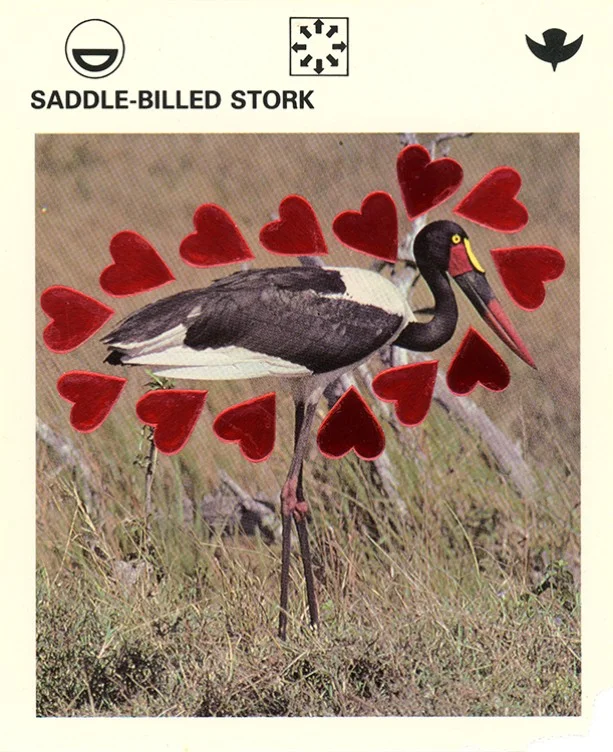 207 Saddle-billed Stork WEB.jpg