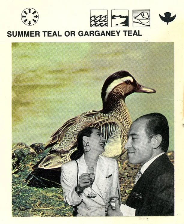 213 Summer Teal or Garganey Teal WEB.jpg