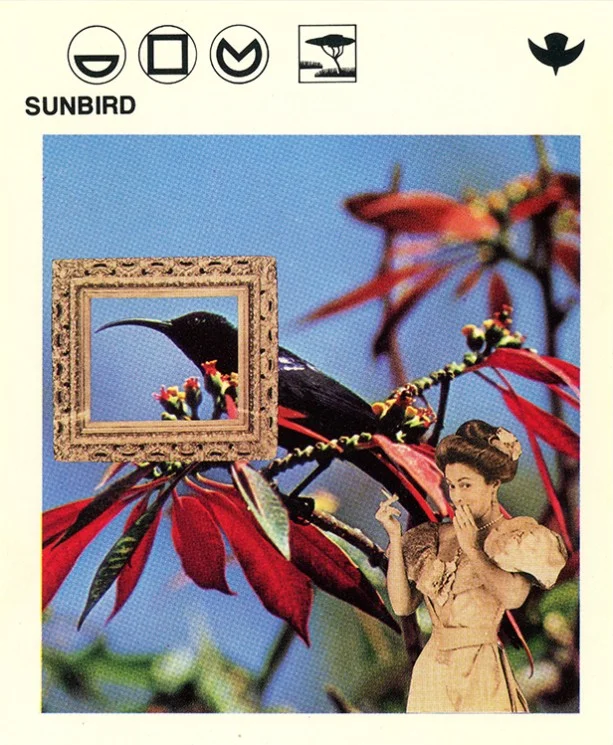 214 Sunbird WEB.jpg