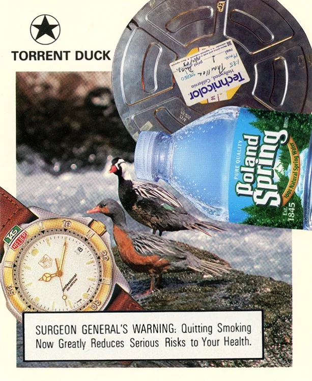 216 Torrent Duck WEB.jpg