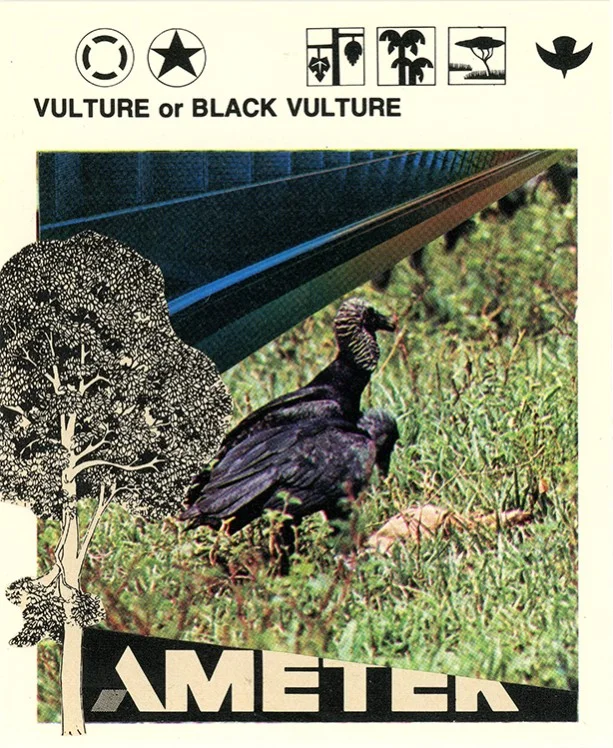220 Vulture or Black Vulture WEB.jpg