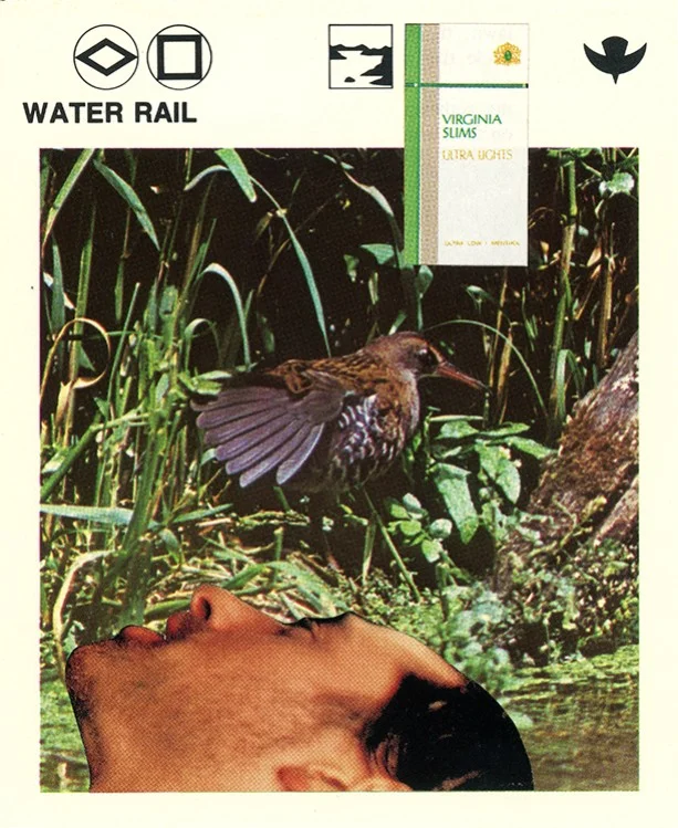 222 Water Rail WEB.jpg