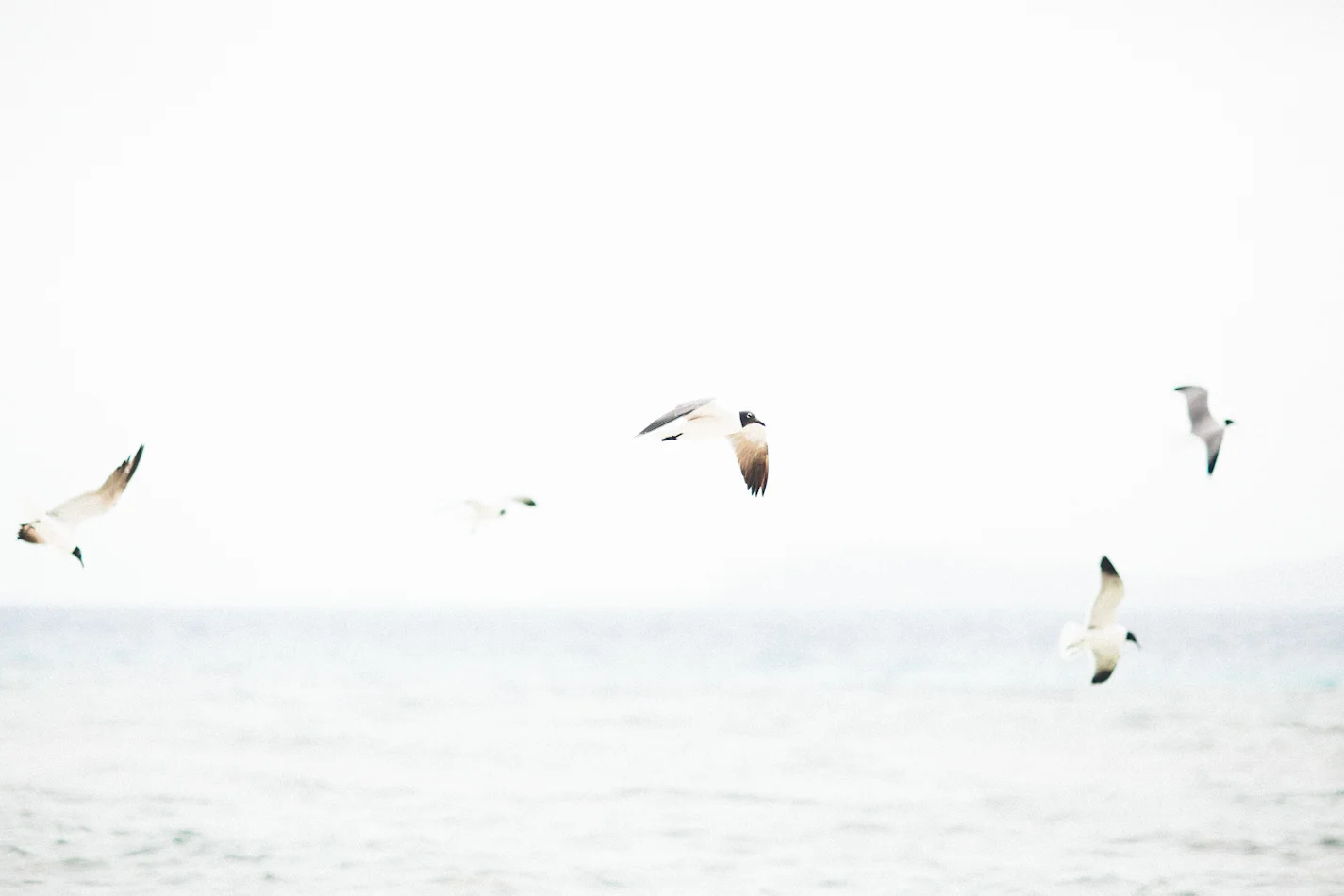 Flight by Paige Jones