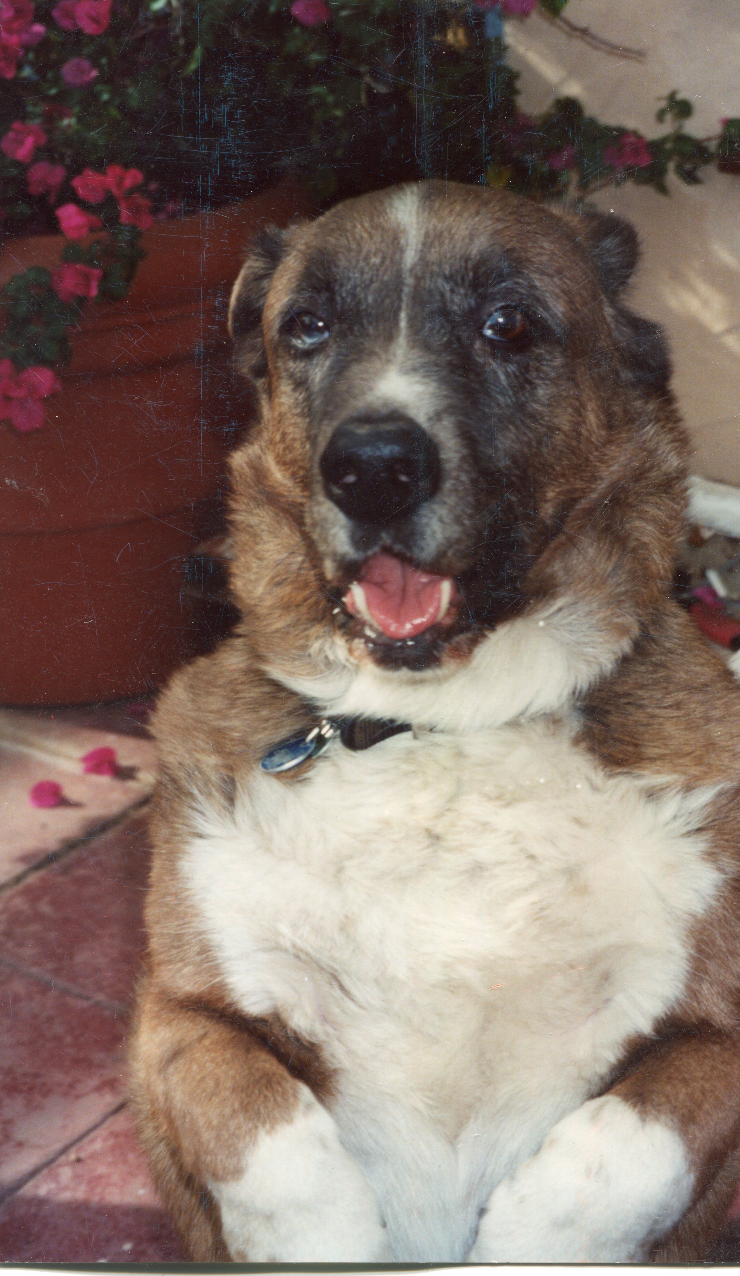 sammy doing his trick.....at mom's, san bernardino, ca. 2005
