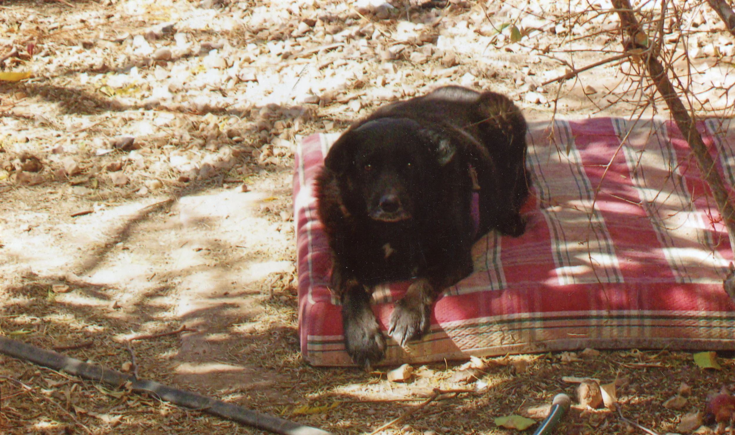 zoot, at christopher creek, 2009