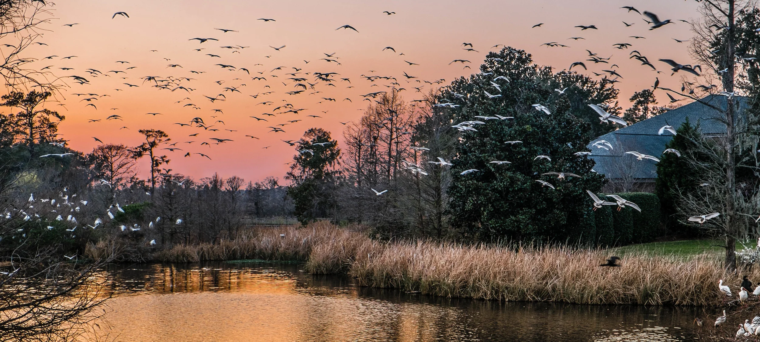 Low Country-3.jpg