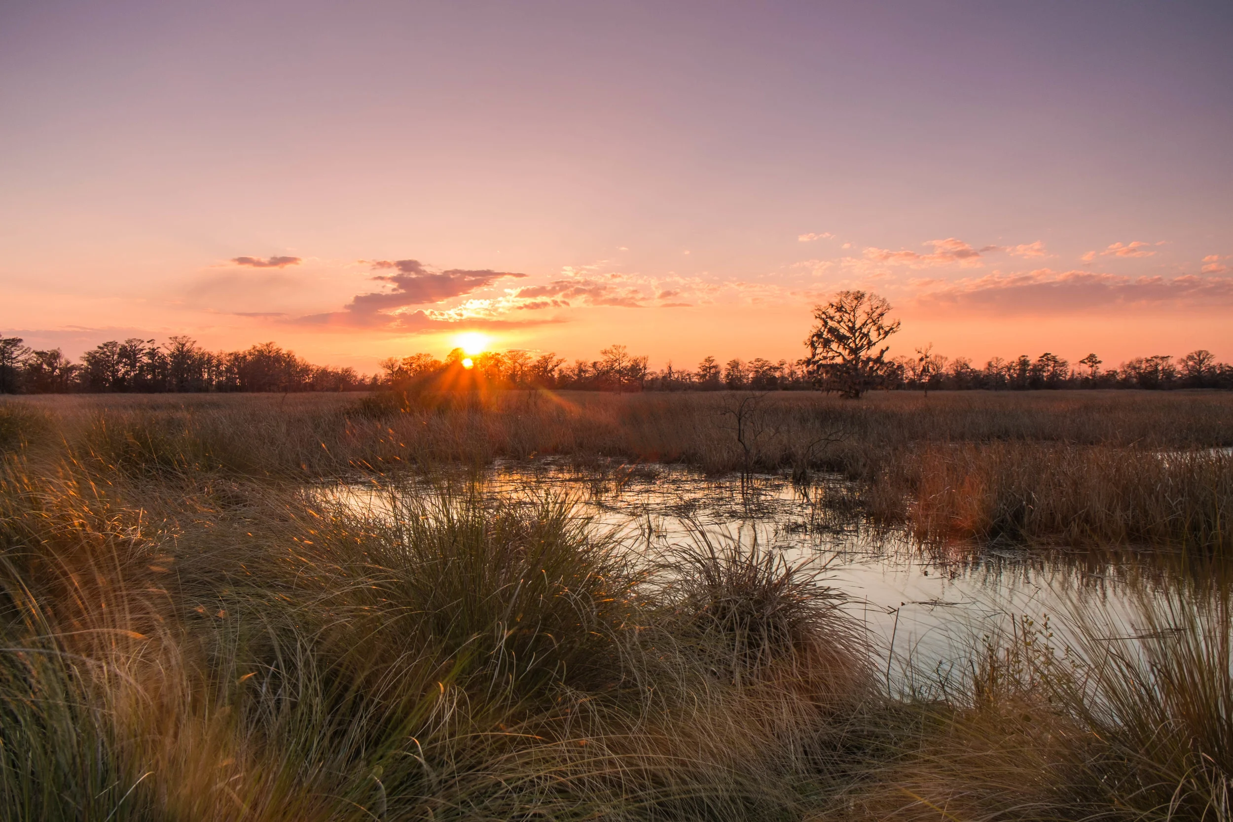 Low Country-7.jpg