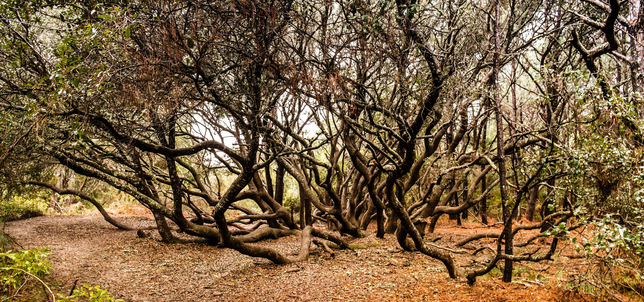 Low Country-32.jpg