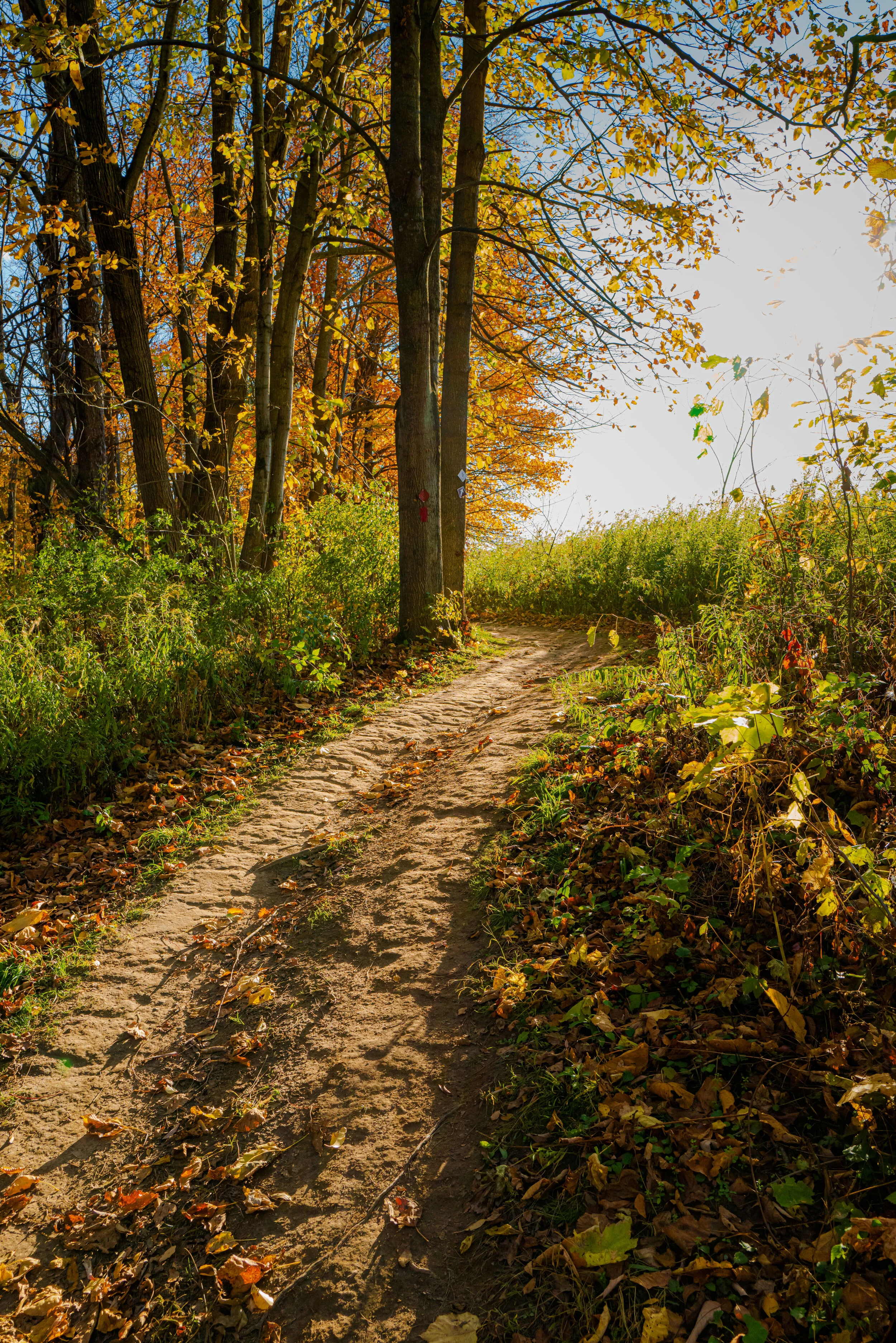 Auburn Trail  PT20
