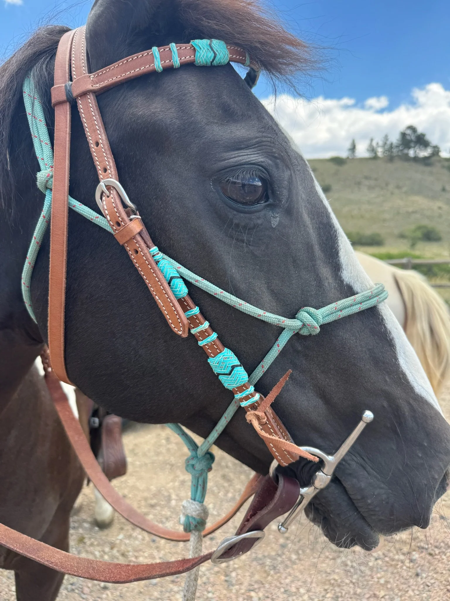 Horses 1.jpg
