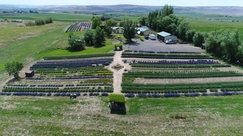 Blue Mountain Lavendar Farm