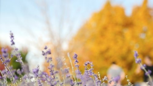 Blue Mountain Lavendar Farm